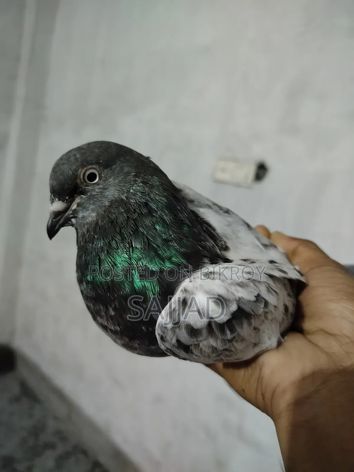 Goyra Throat Pigeon