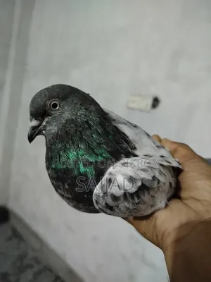 Goyra Throat Pigeon