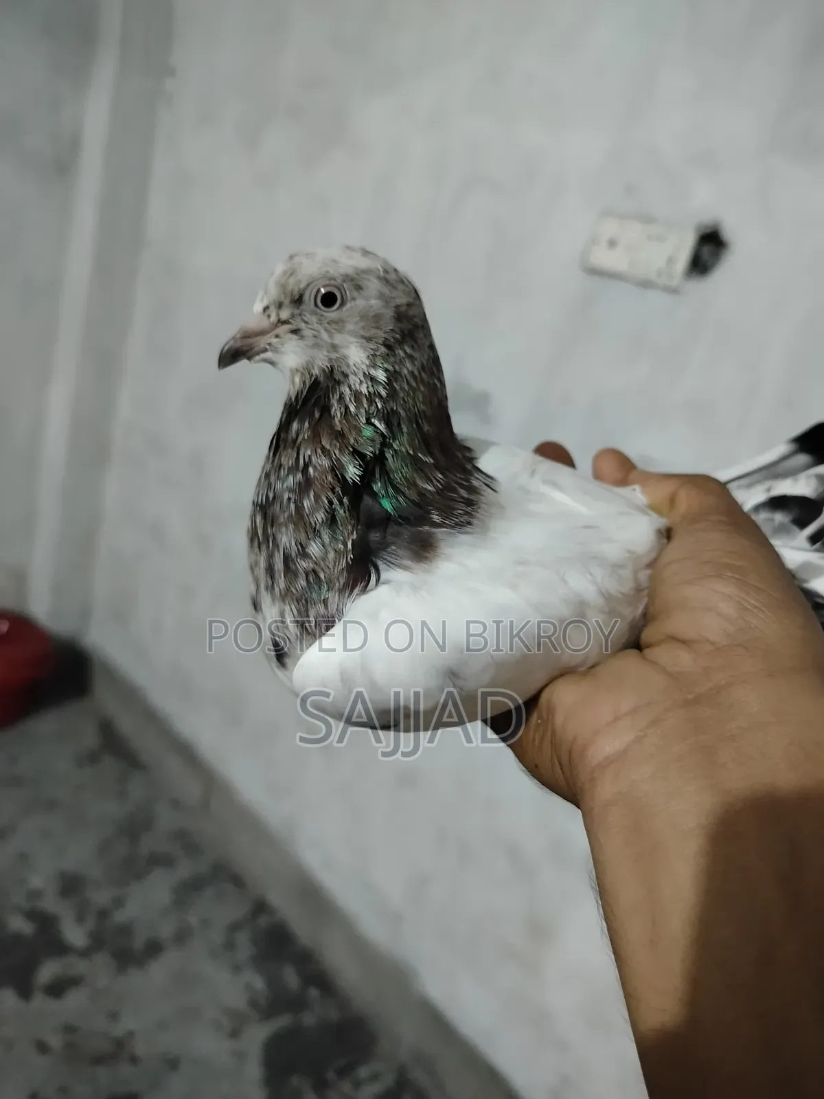 Goyra Throat Pigeon