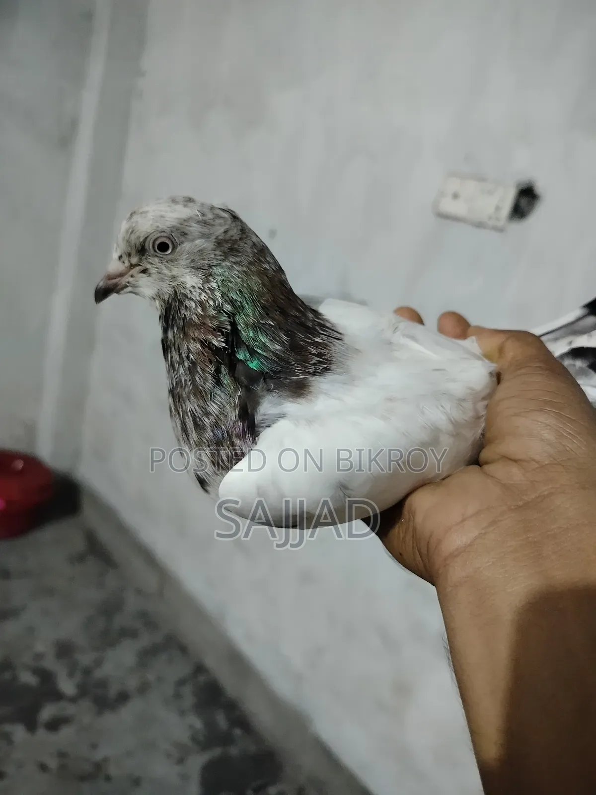 Goyra Throat Pigeon