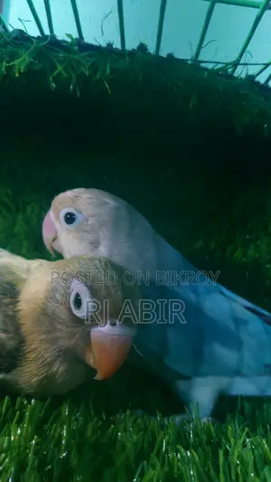 Love Bird 4pis Close Ring Er Male Female