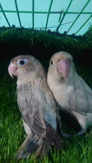 Love Bird 4pis Close Ring Er Male Female