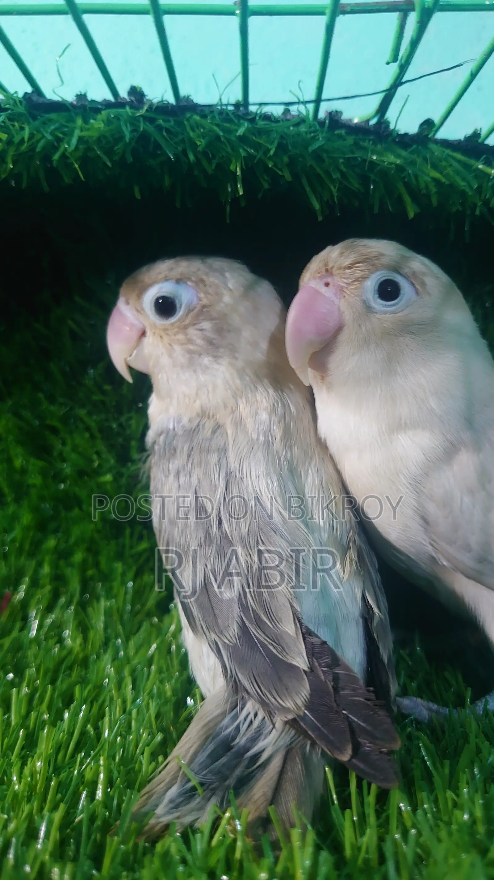 Love Bird 4pis Close Ring Er Male Female