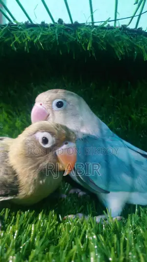 Love Bird 4pis Close Ring Er Male Female