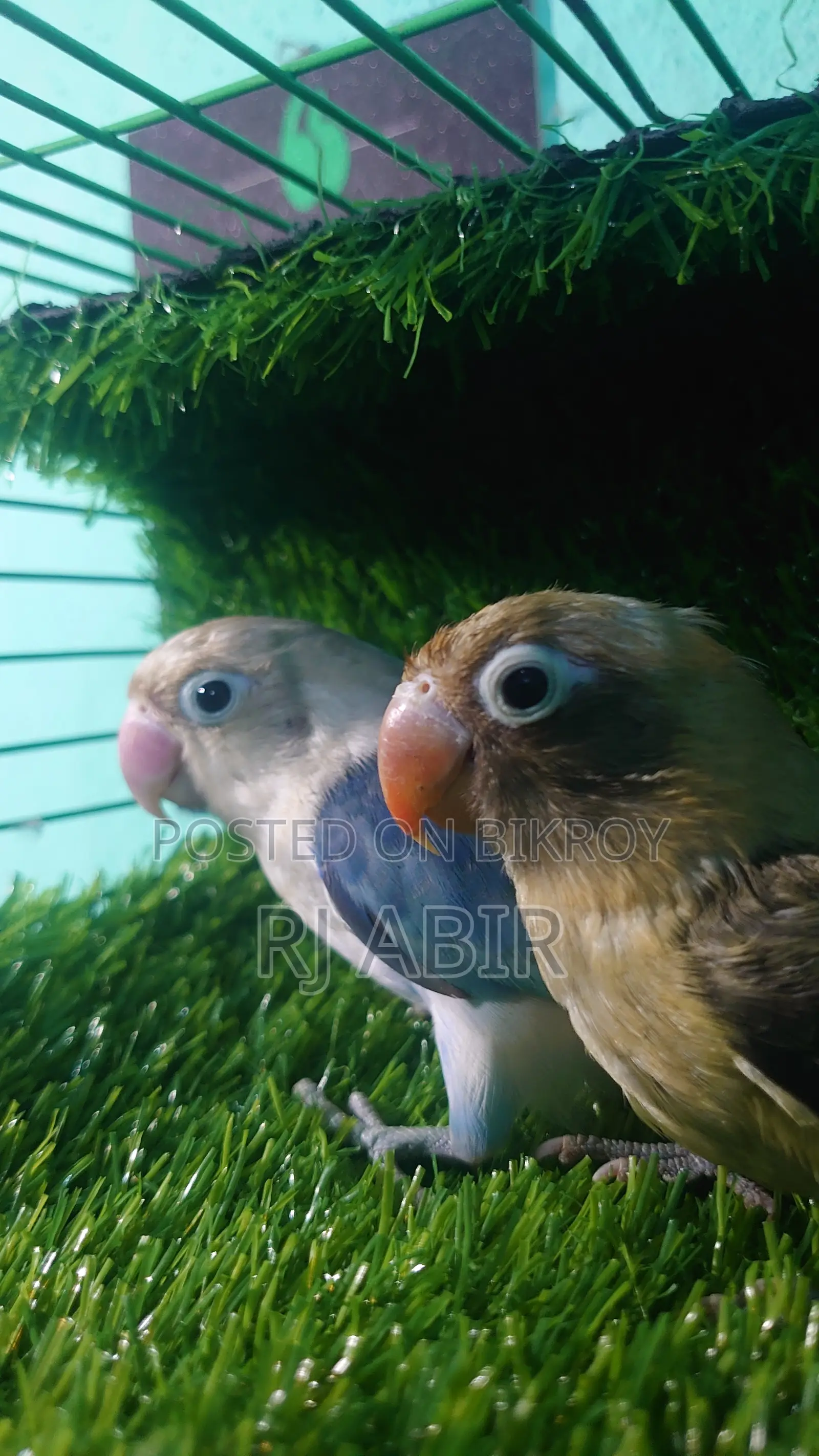 Love Bird 4pis Close Ring Er Male Female