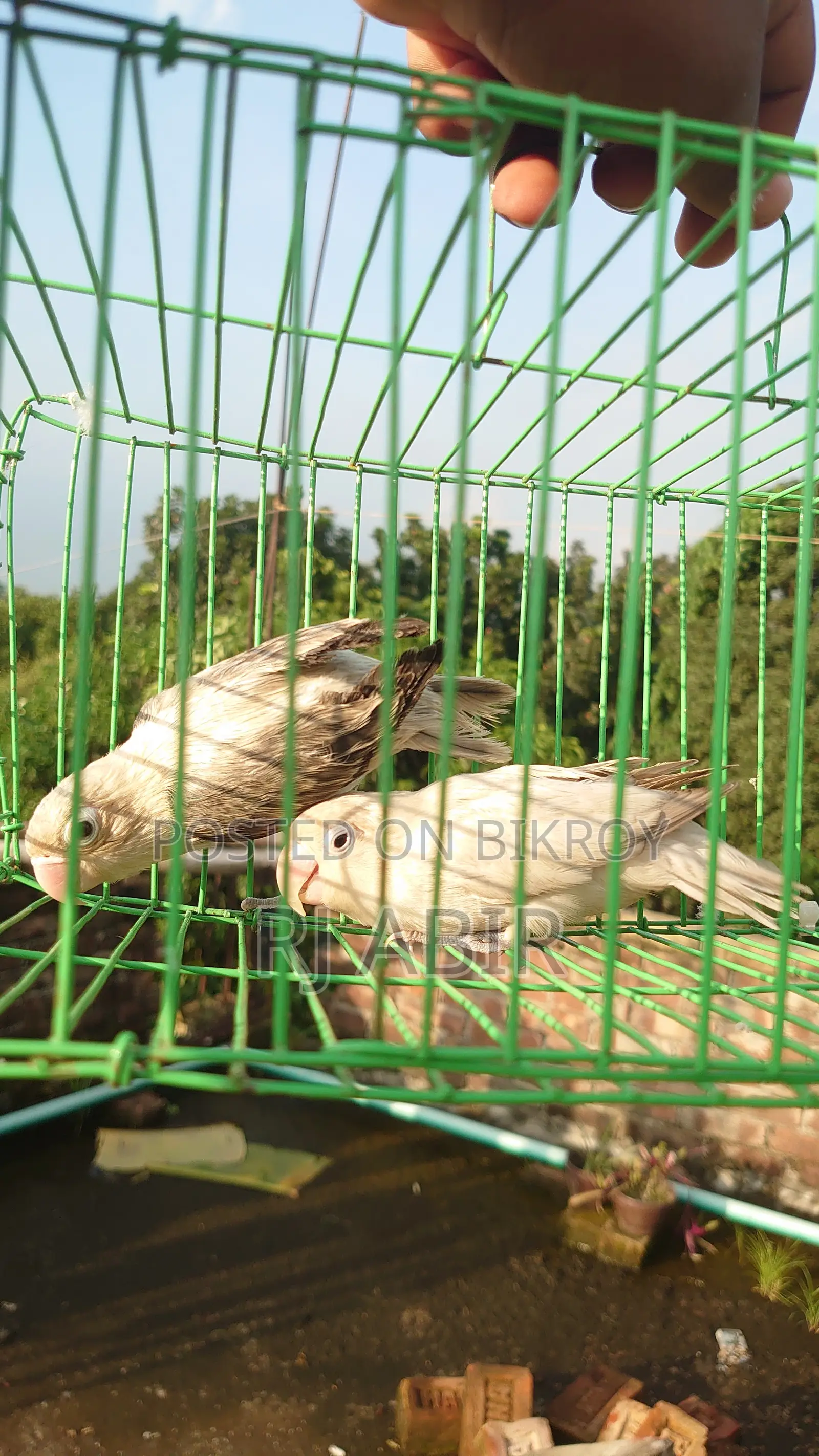 Love Bird 4pis Close Ring Er Male Female