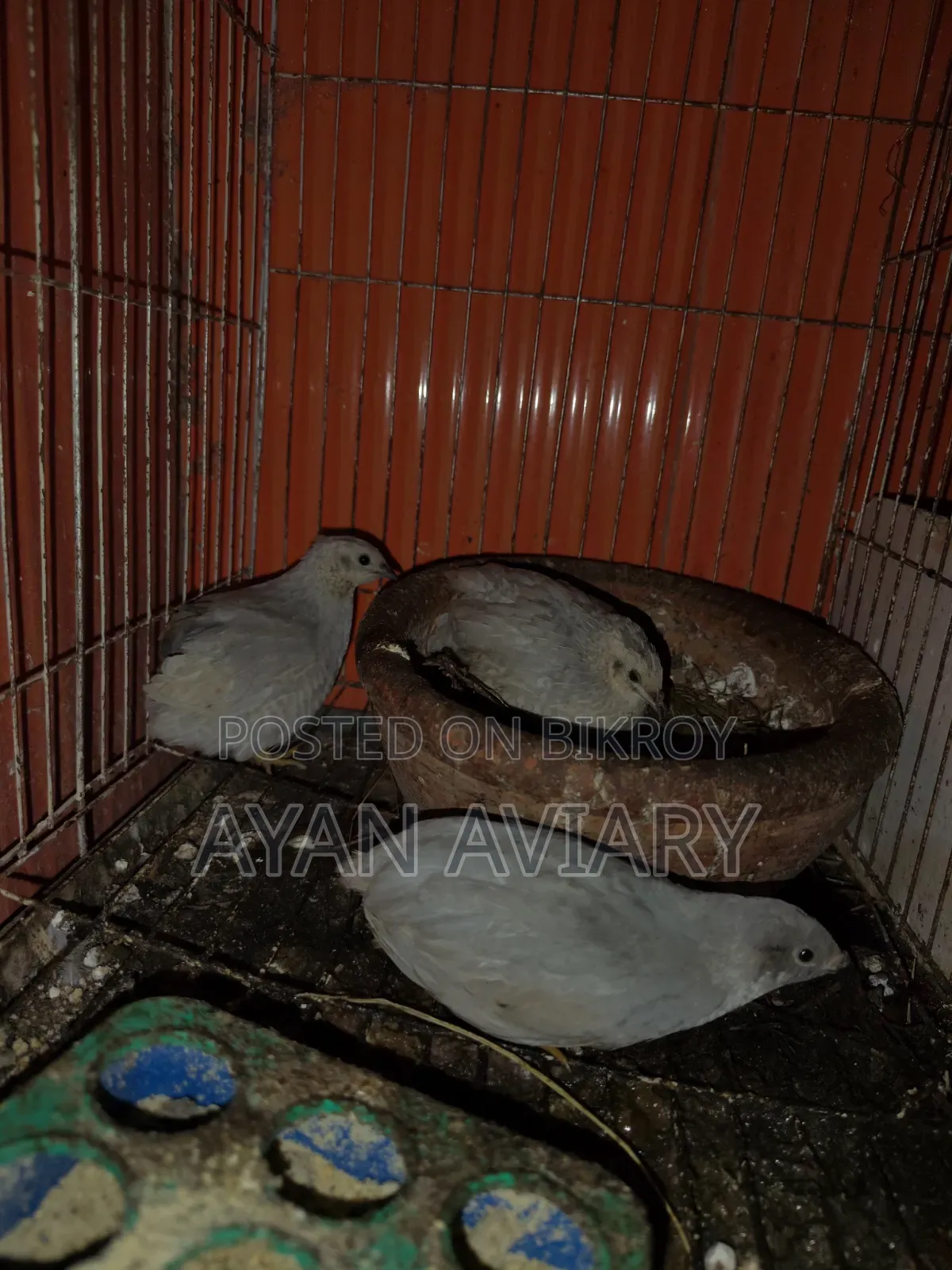 কিং কোয়েল বিক্রি