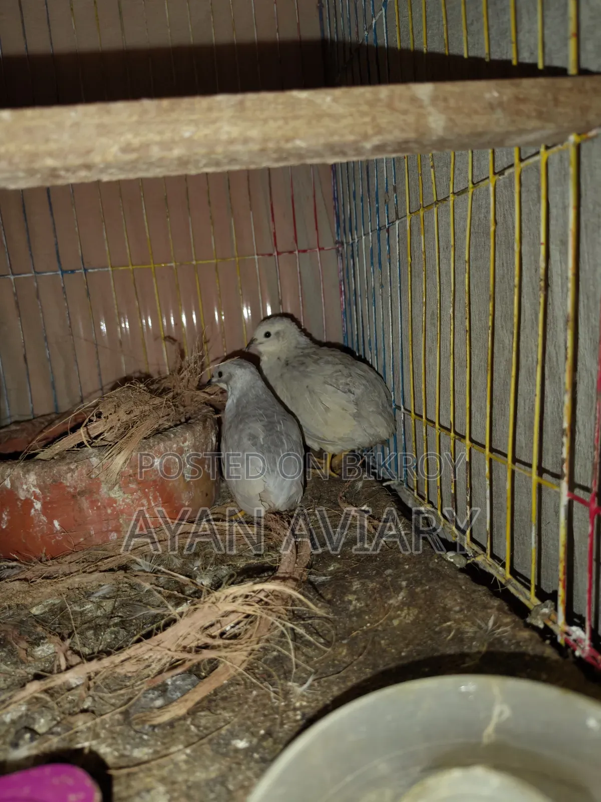 কিং কোয়েল বিক্রি