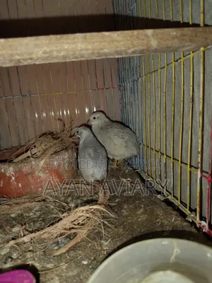 কিং কোয়েল বিক্রি