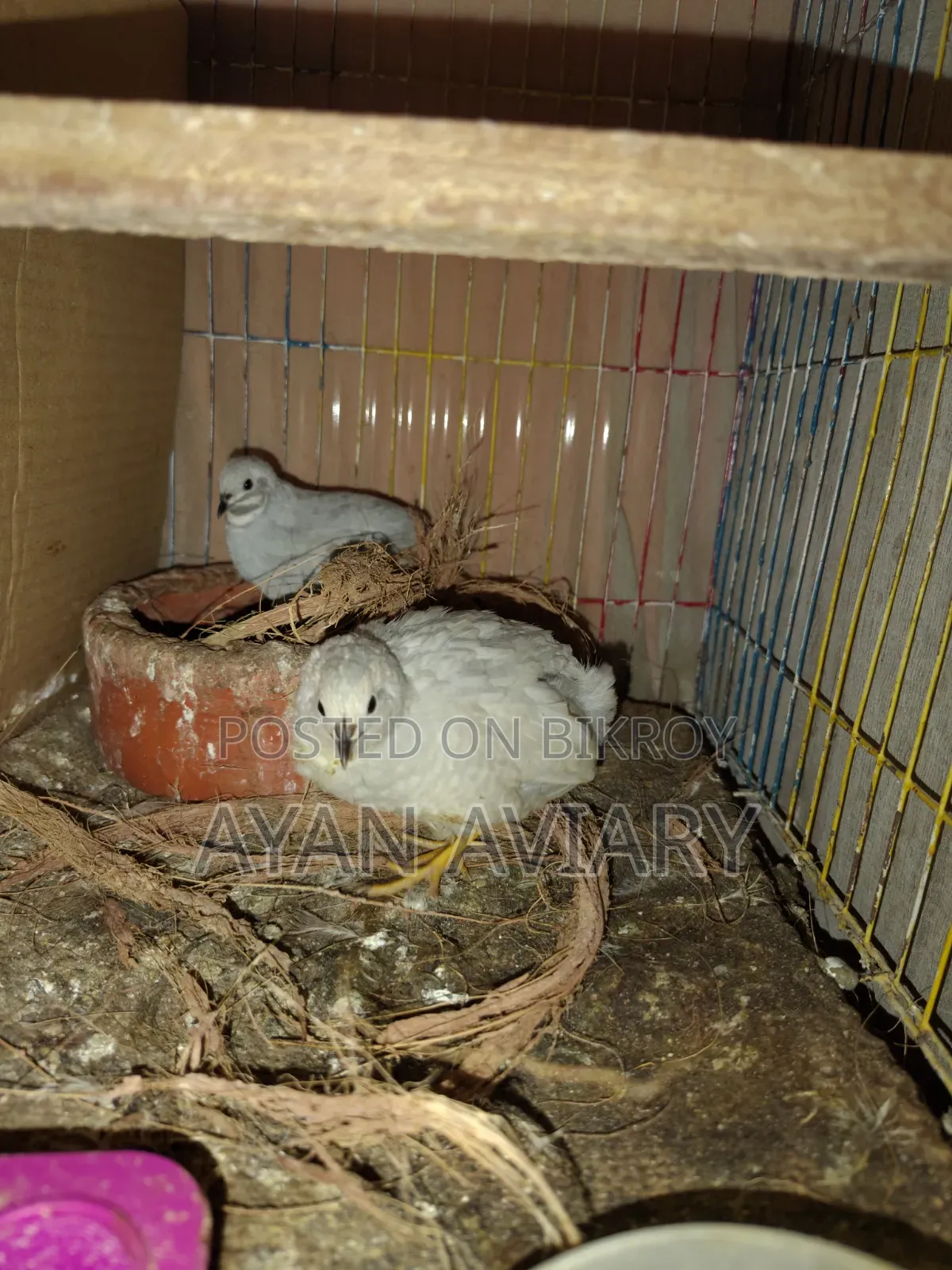 কিং কোয়েল বিক্রি