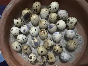 Giant Coturnix Quail Seed Eggs
