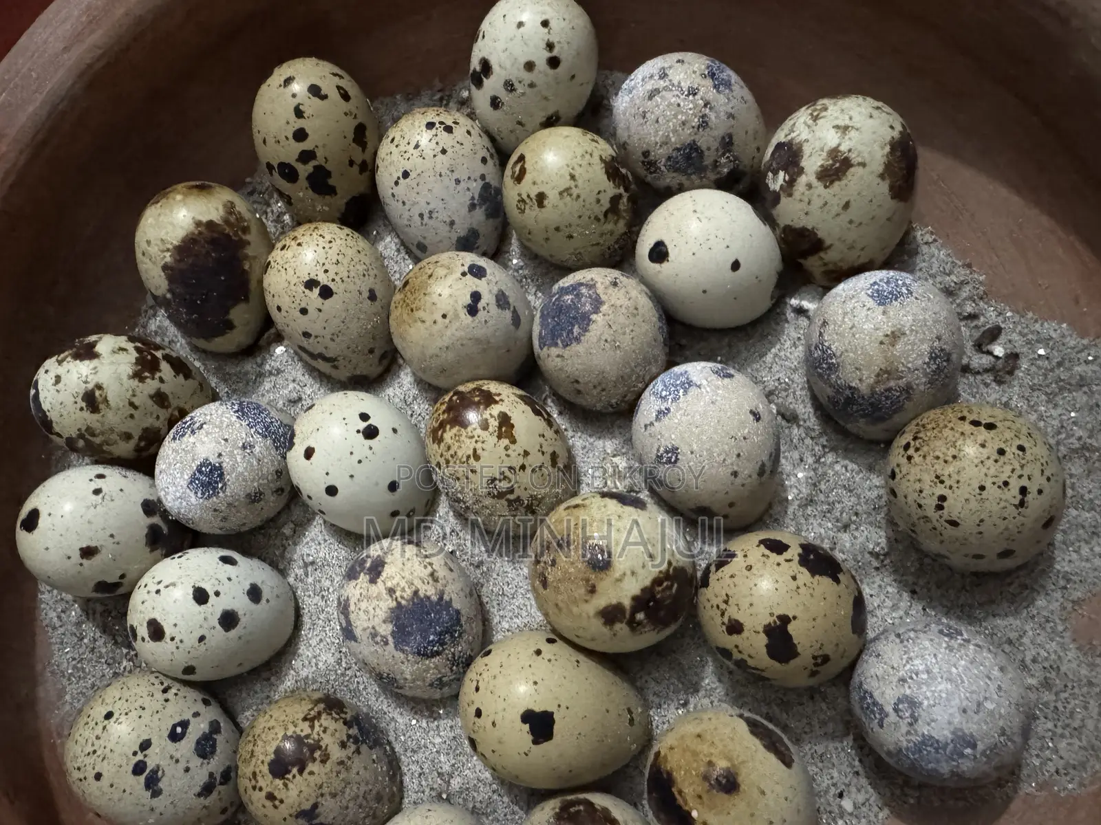 Giant Coturnix Quail Seed Eggs