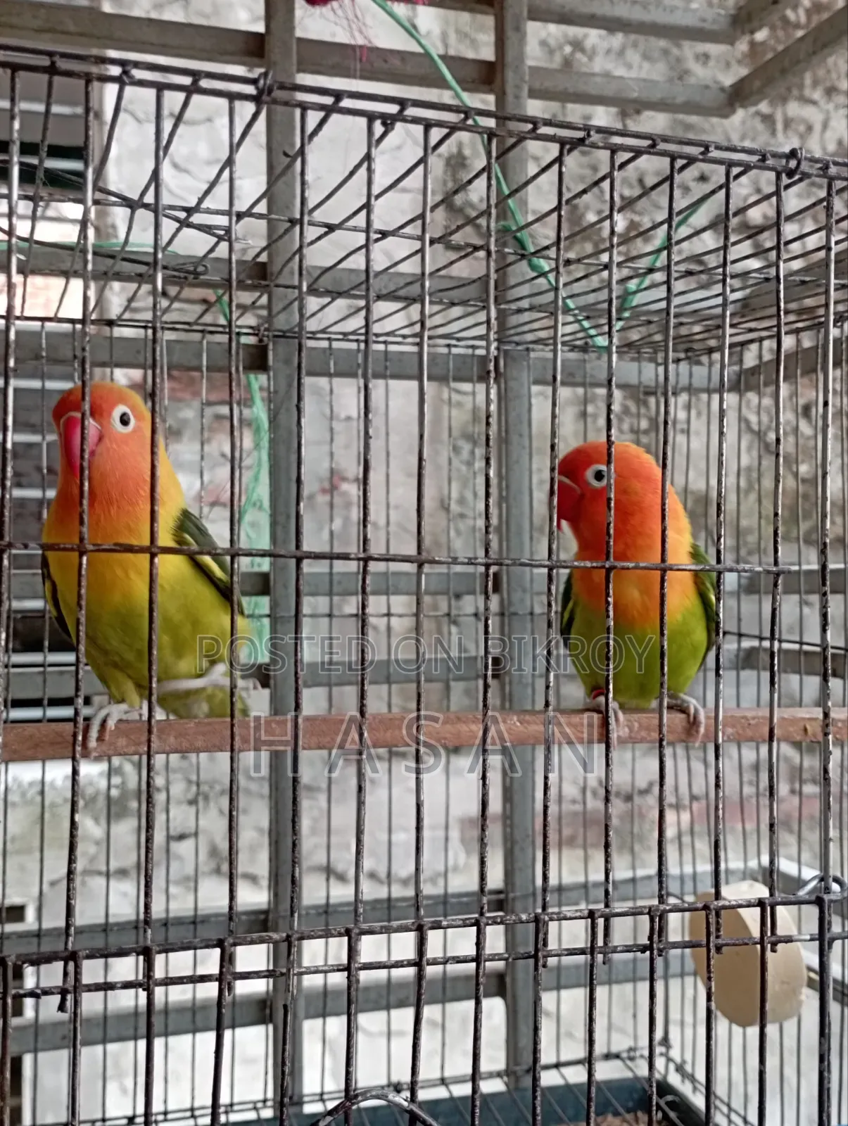 লাভ বার্ড গ্রিন ফিশার