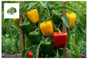 Capsicum / Capsicum Seed -(25-500) PCS Mixed Colour Capsicum Seed.