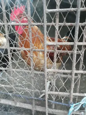 পাহাড়ি লাইজ্জা মোরগ