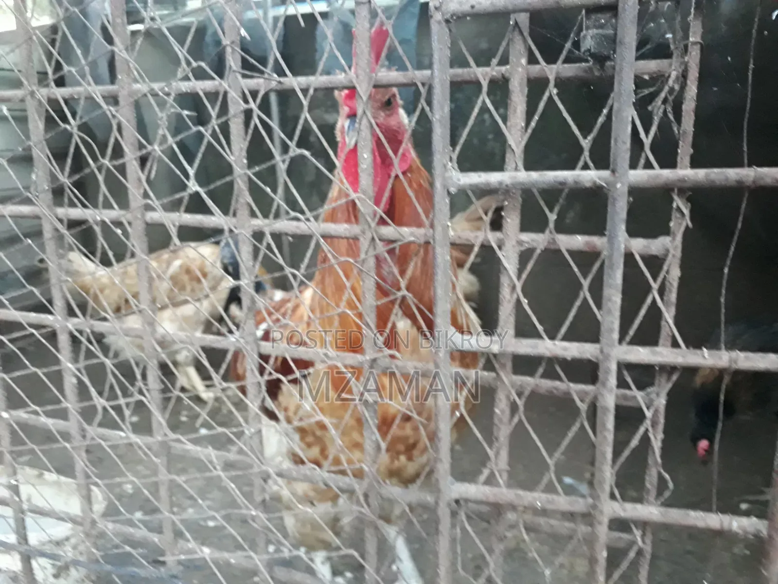 Hill Laijja Rooster