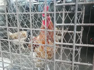 Hill Laijja Rooster