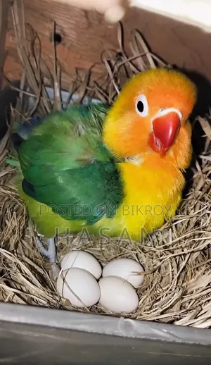 লাভ বার্ড গ্রিন ফিশার
