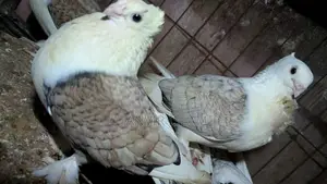 সাটিন বেবি