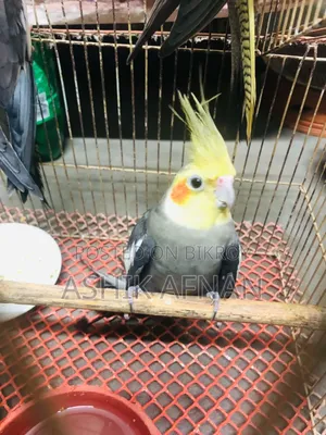রানিং ককাটেল
