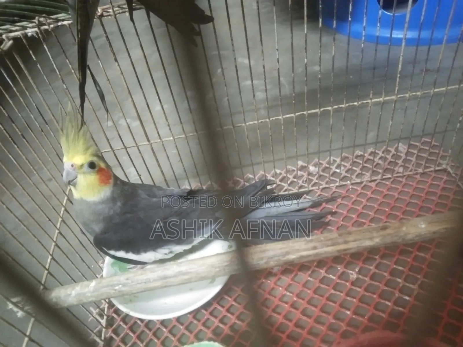 রানিং ককাটেল