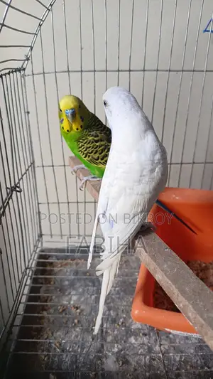 Budgie Bird
