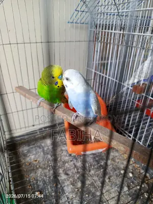 Budgie Bird