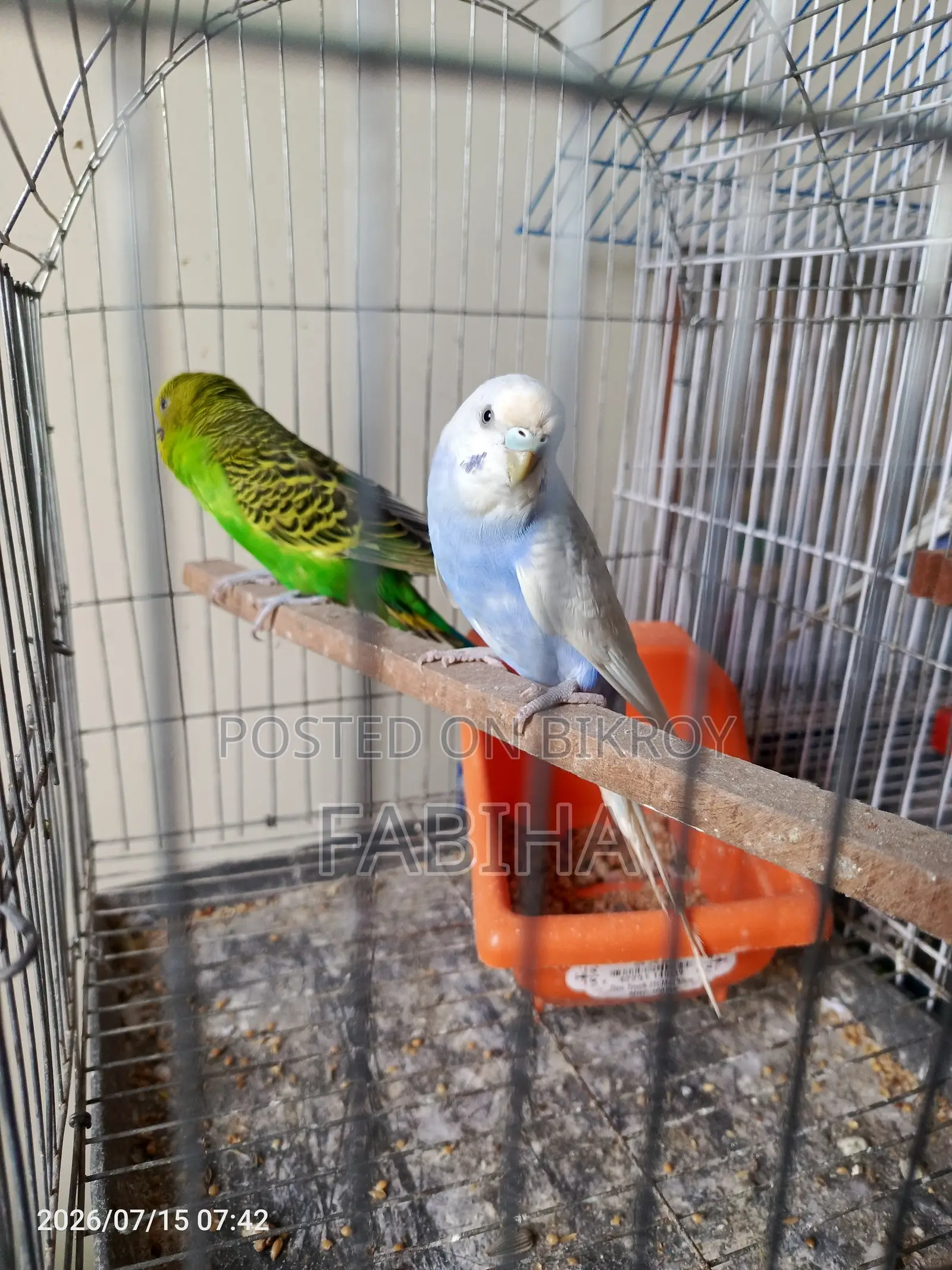 Budgie Bird