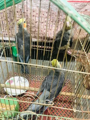রানিং ককাটেল