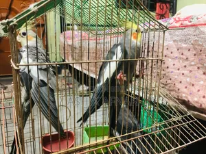 রানিং ককাটেল