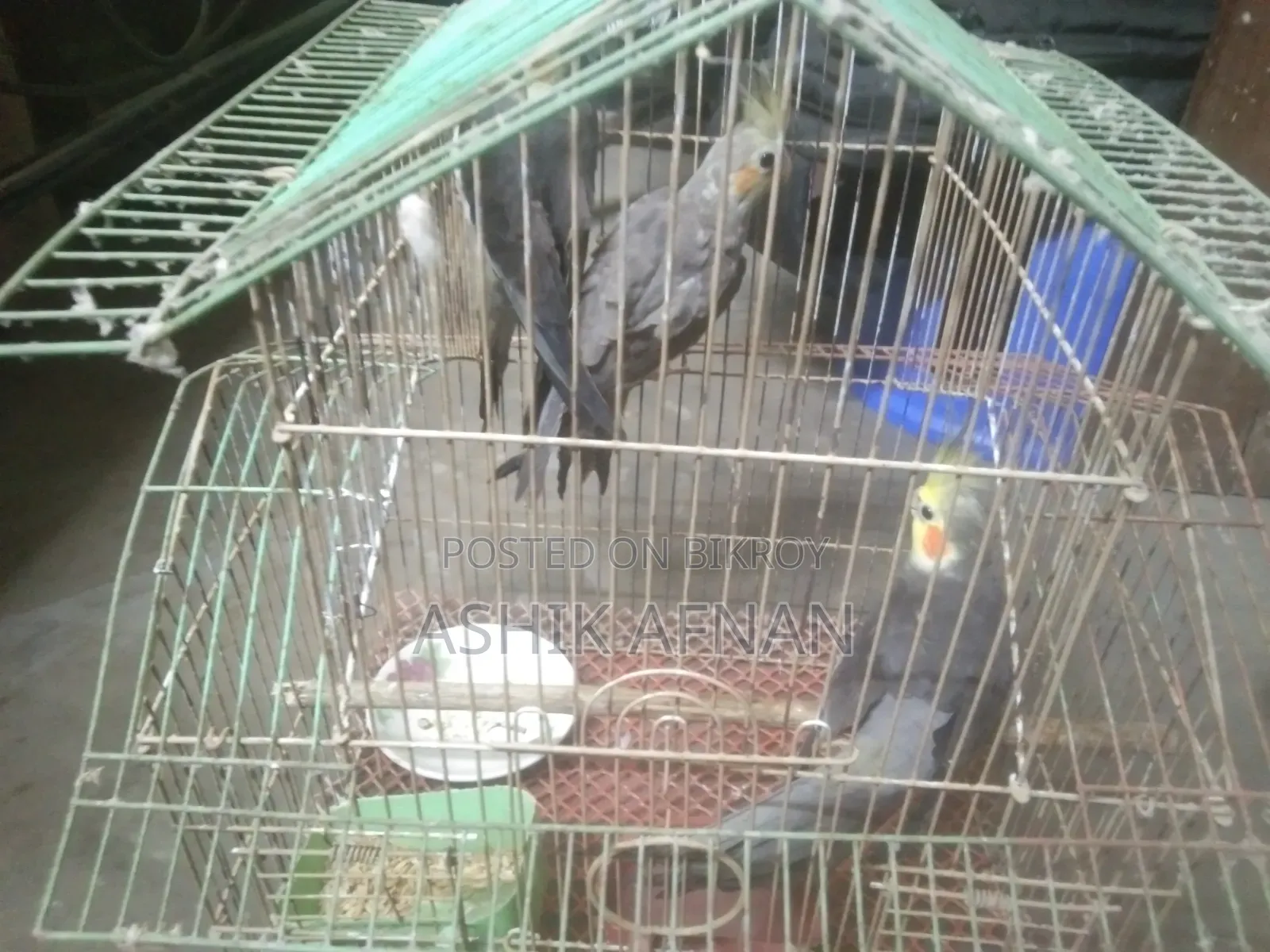 রানিং ককাটেল