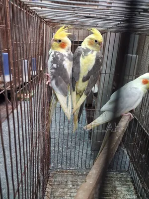 Cockatiel New Adult 3 Pieces