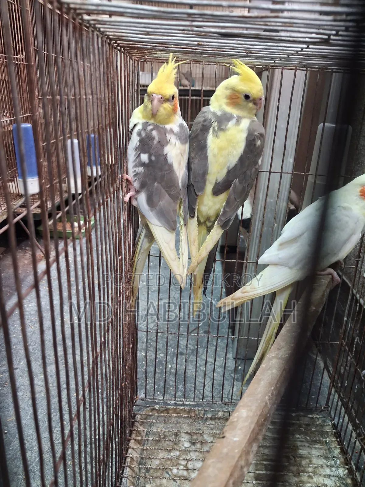 Cockatiel New Adult 3 Pieces