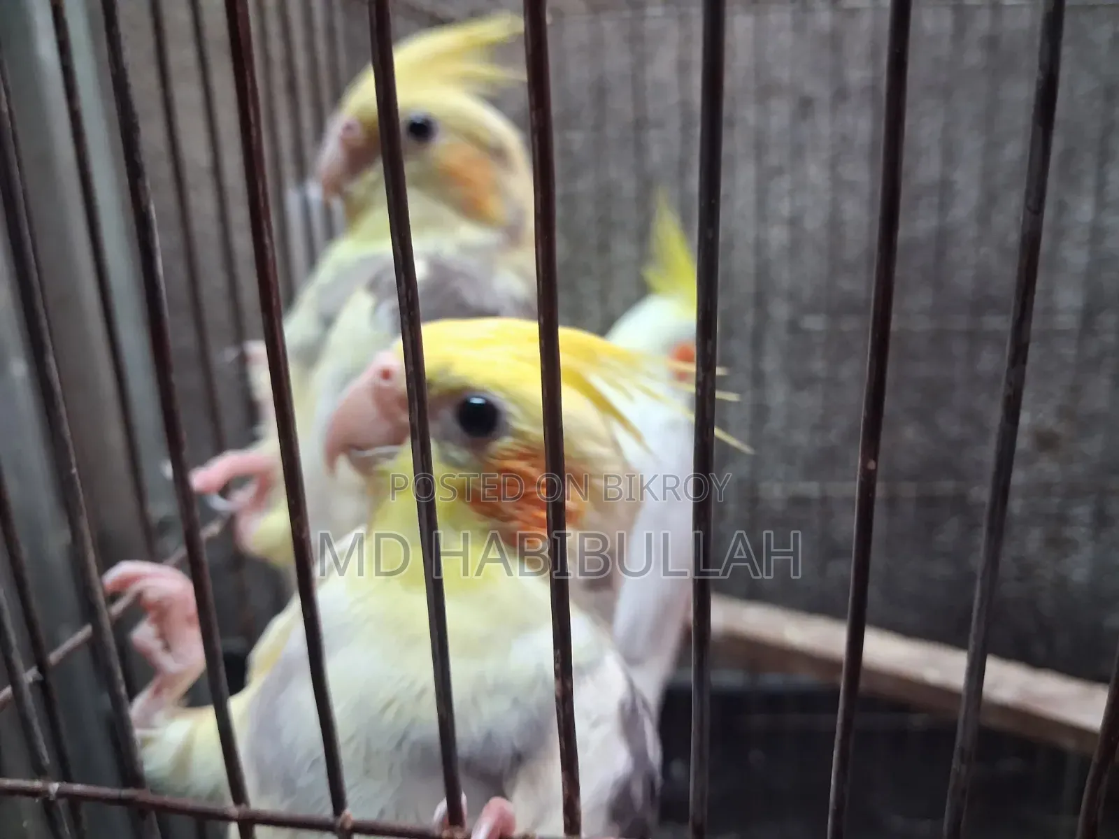 Cockatiel New Adult 3 Pieces