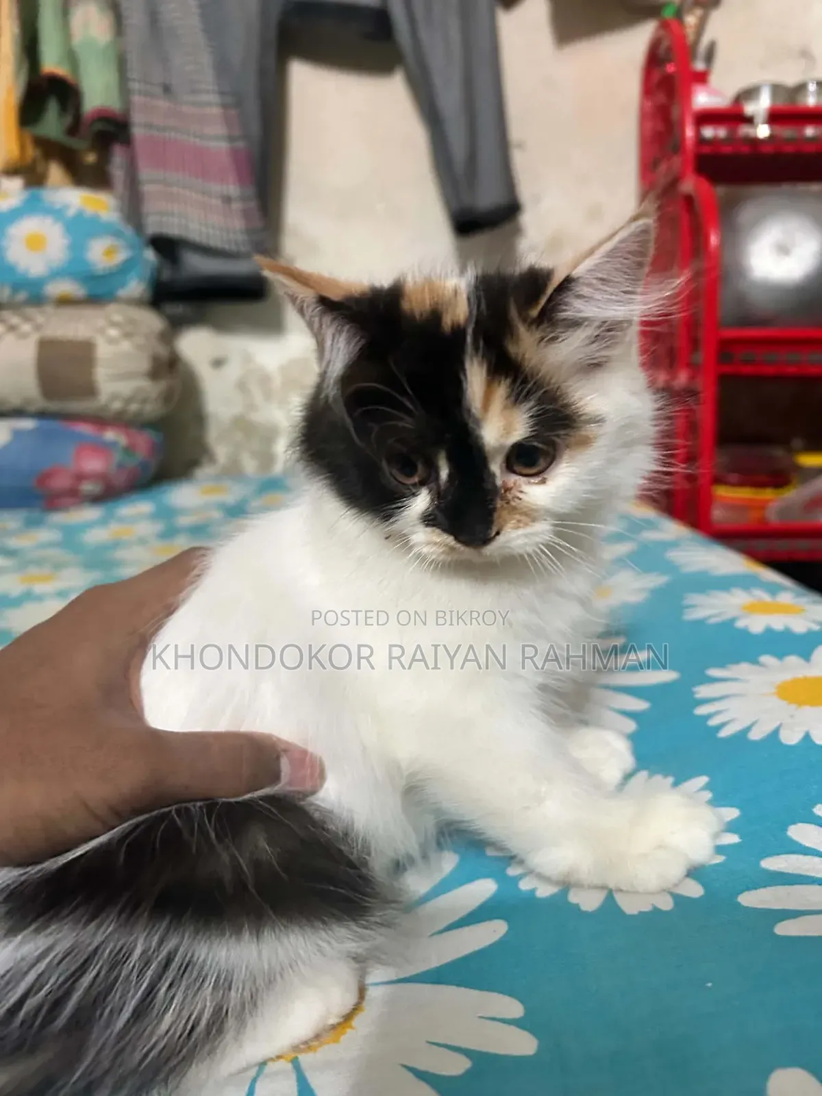 ১-৩ মাসের মেল পিউরব্রেড পার্সিয়ান
