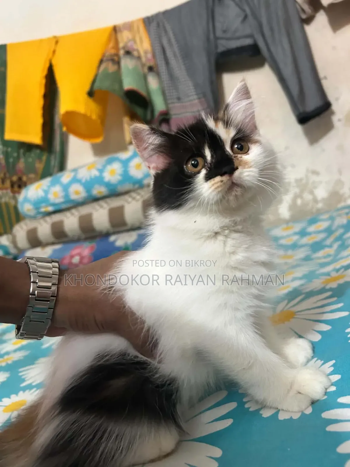 ১-৩ মাসের মেল পিউরব্রেড পার্সিয়ান