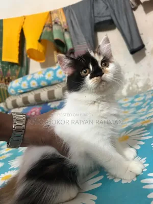 ১-৩ মাসের মেল পিউরব্রেড পার্সিয়ান