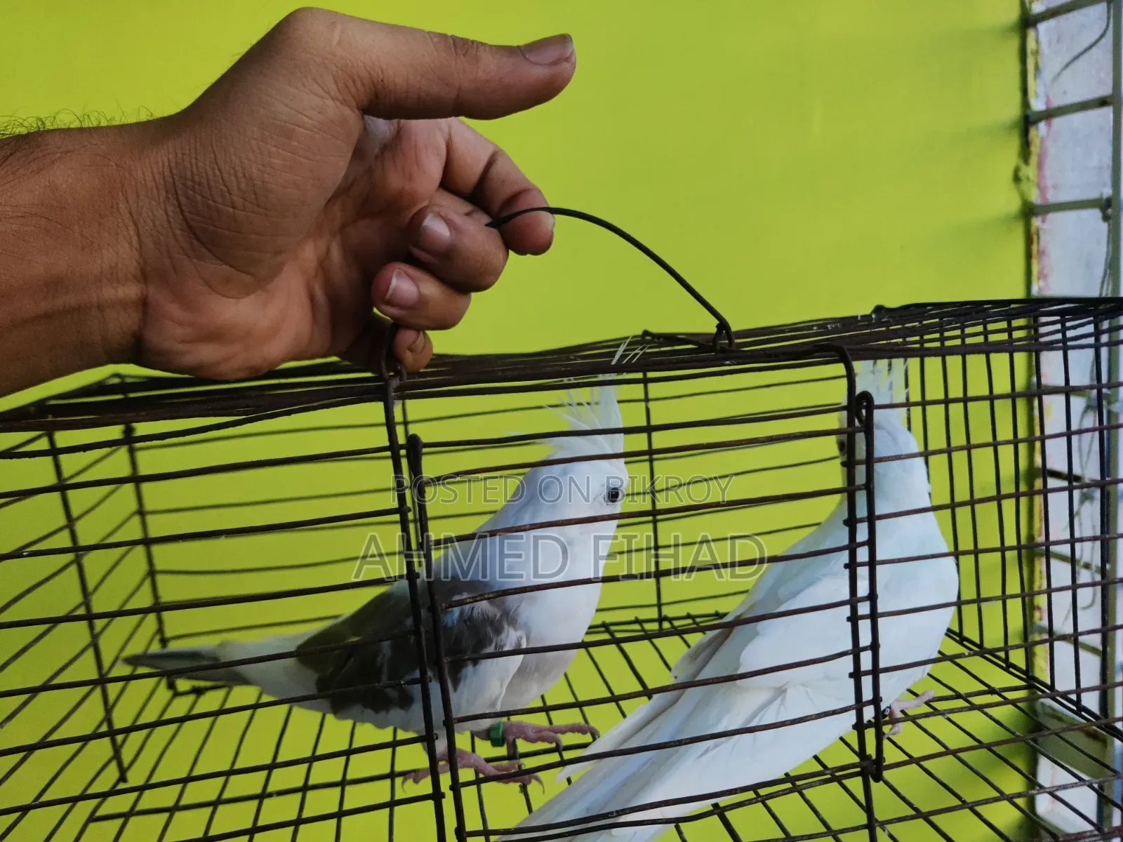 ককাটেল জোড়া