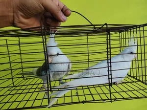 ককাটেল জোড়া