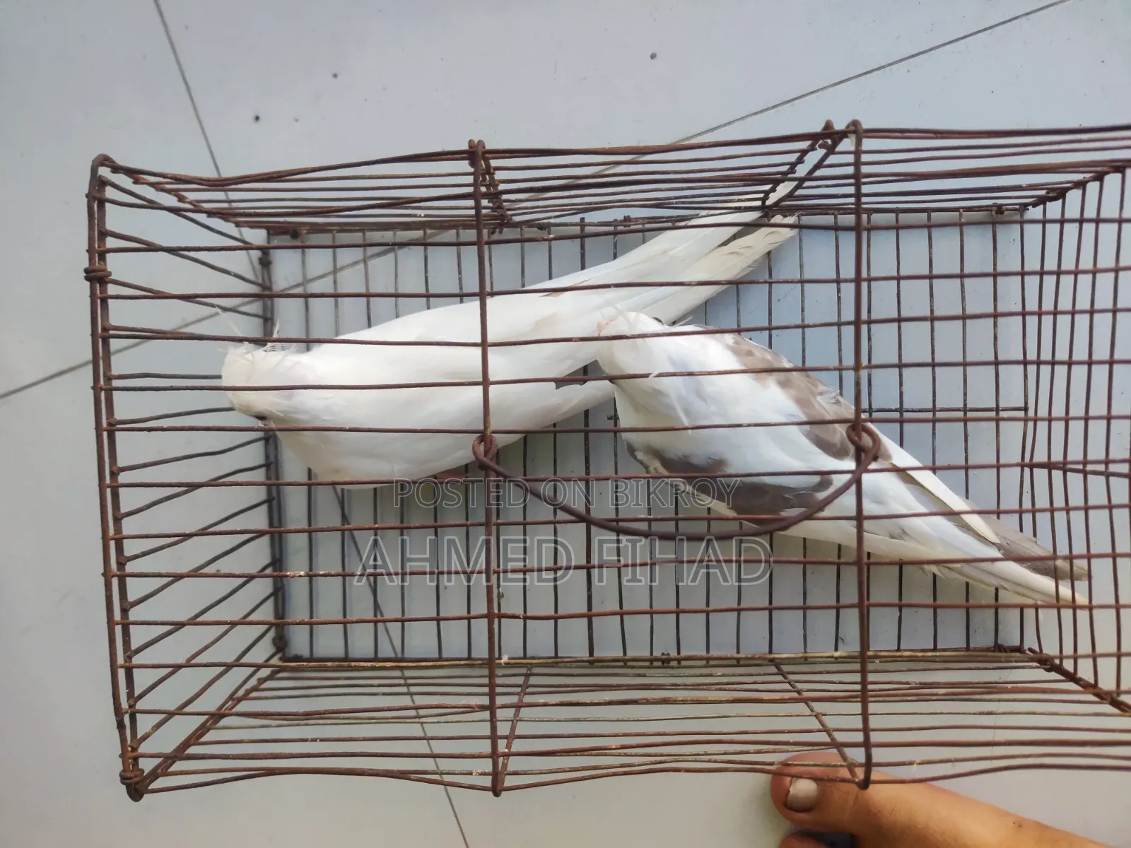 ককাটেল জোড়া