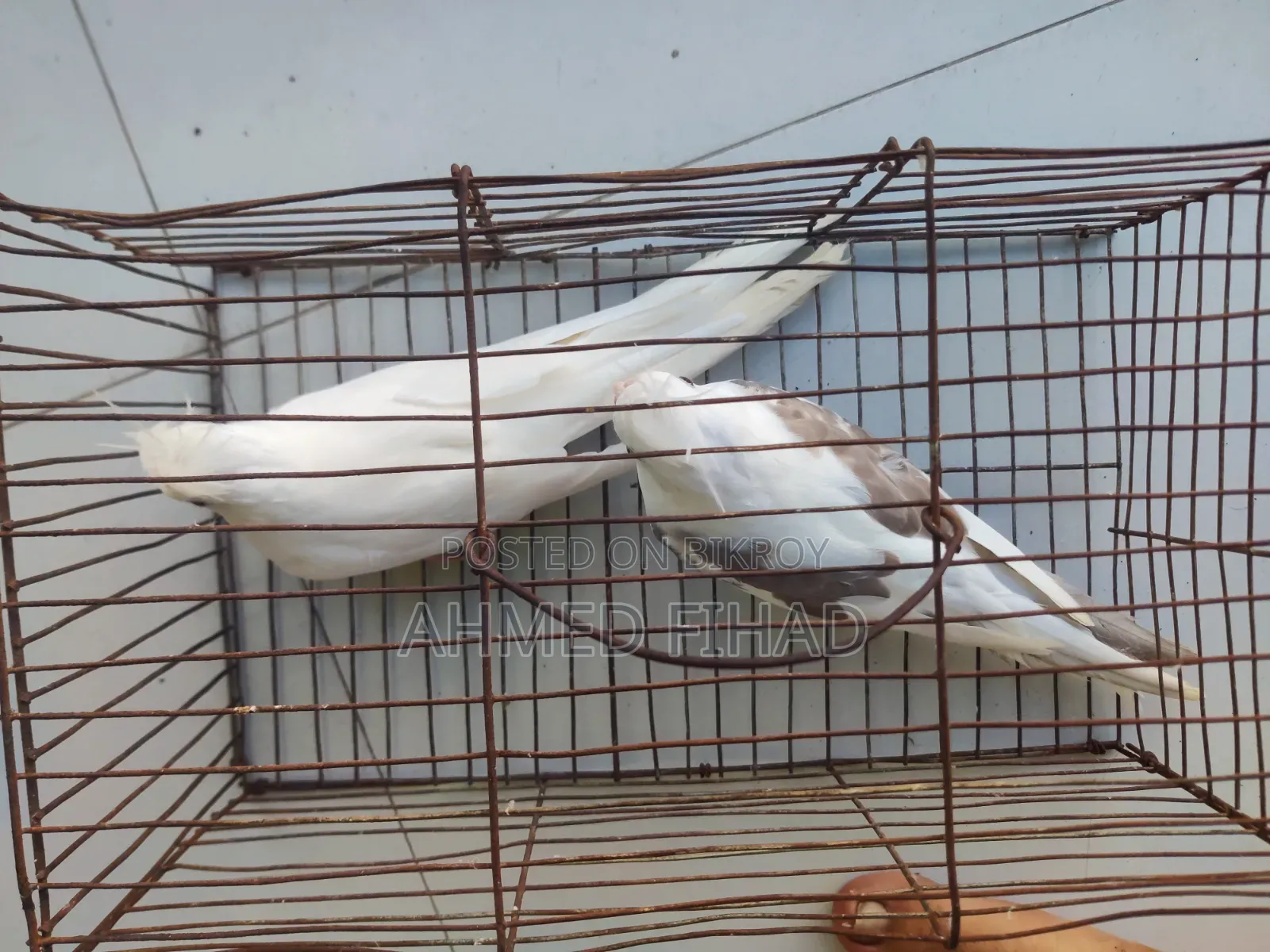 ককাটেল জোড়া