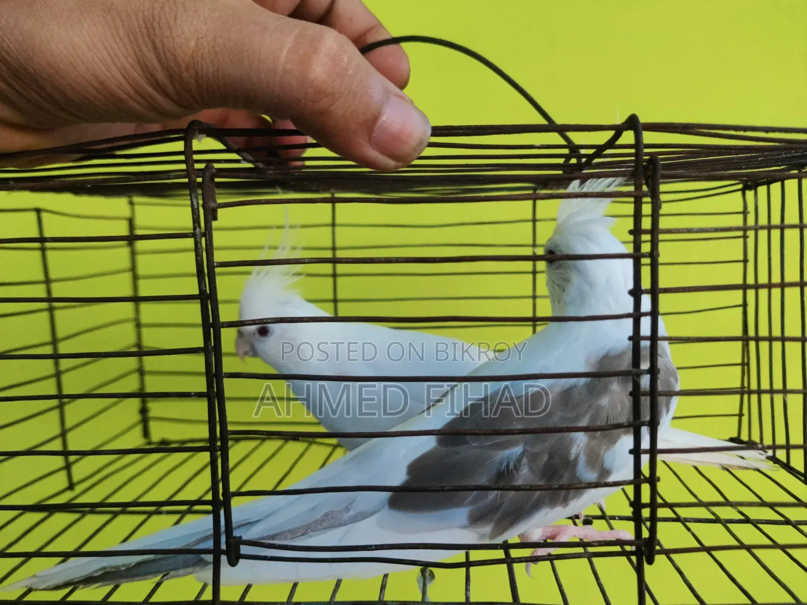 ককাটেল জোড়া