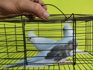 ককাটেল জোড়া