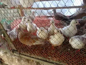 পাইড অসটেলিয়ান ঘুঘু সেল হবে