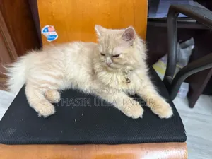 ৬-১২ মাসের খাঁটি জাতের নারী পার্সিয়ান বিড়াল