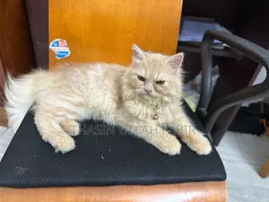 ৬-১২ মাসের খাঁটি জাতের নারী পার্সিয়ান বিড়াল