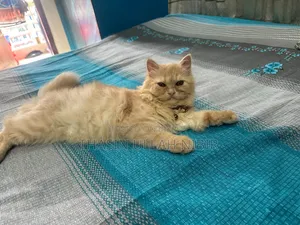 ৬-১২ মাসের খাঁটি জাতের নারী পার্সিয়ান বিড়াল