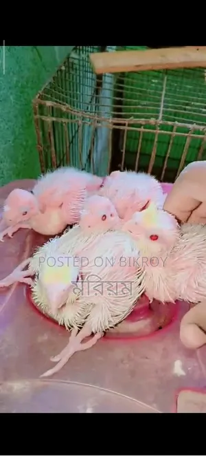 Lutino Cockatiel Baby Tame