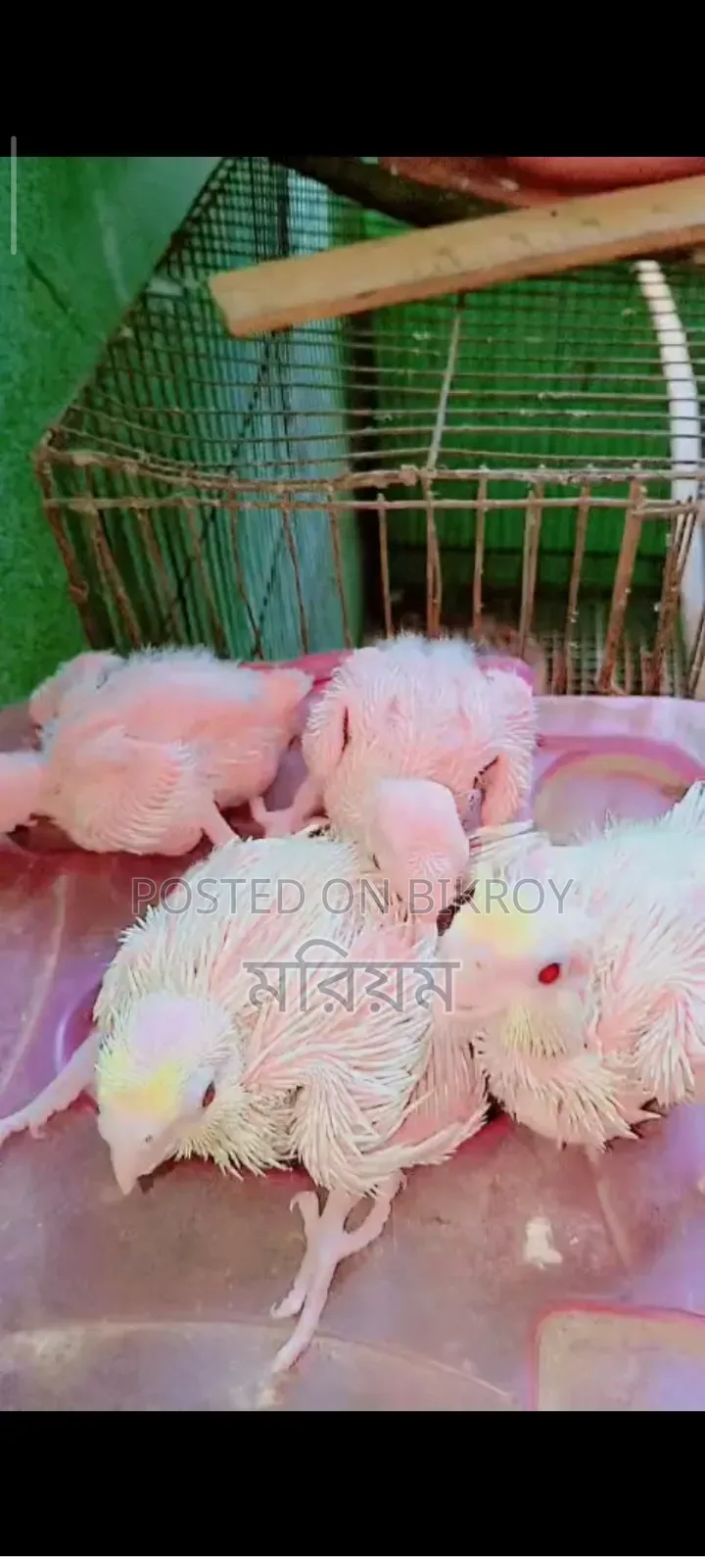 Lutino Cockatiel Baby Tame