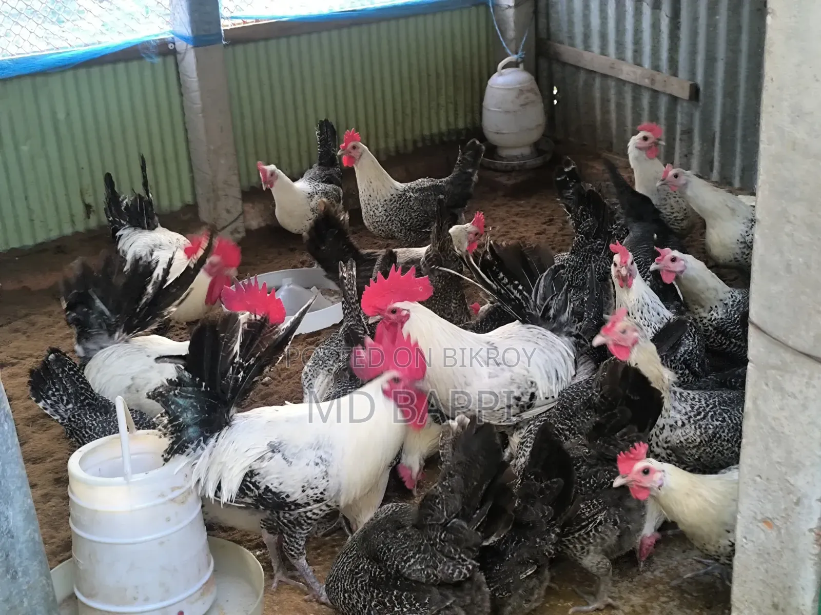 Egyptian Fayoumi rooster and hen for sale, age 6 months